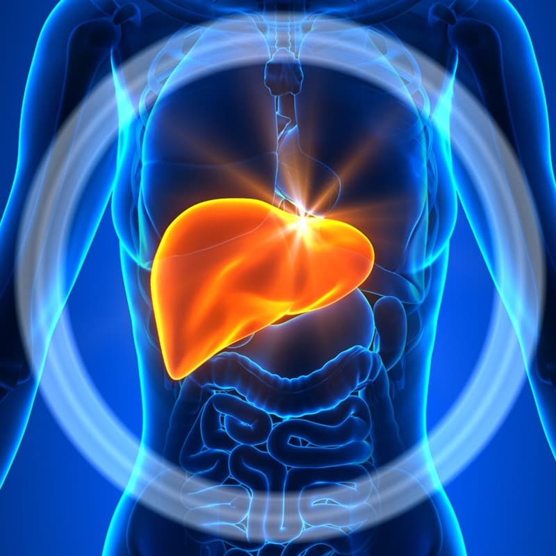 Top 7 Benefits of TUDCA 🔬 The "Bear" of Liver Biohacks