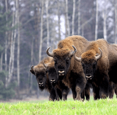 #195 Murmurer à l'oreille des bisons