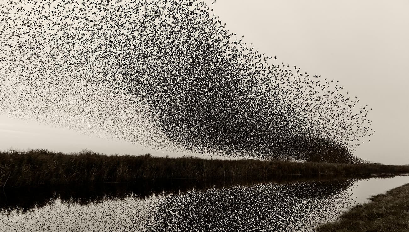 # 211  Des oiseaux