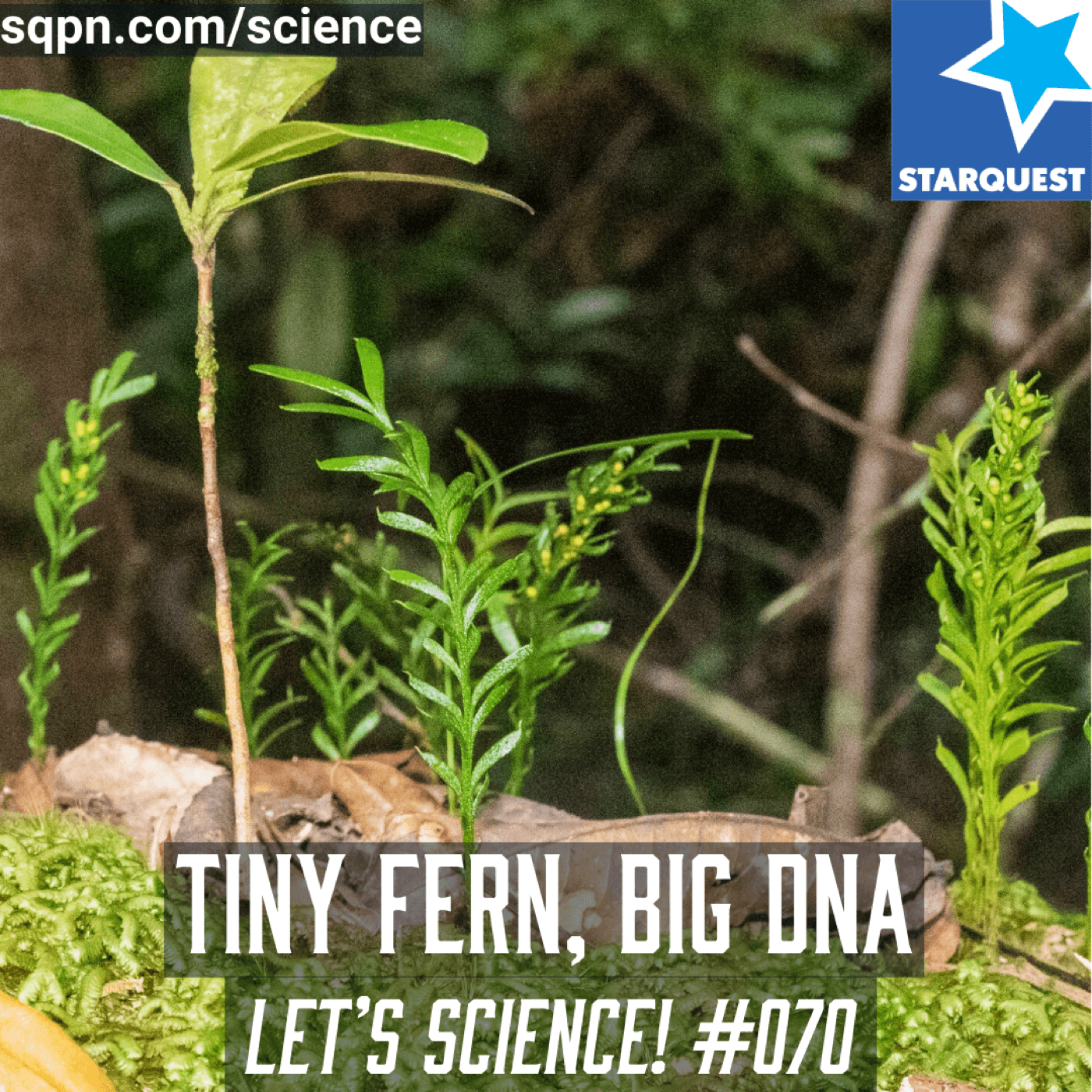 Tiny Fern, Big DNA