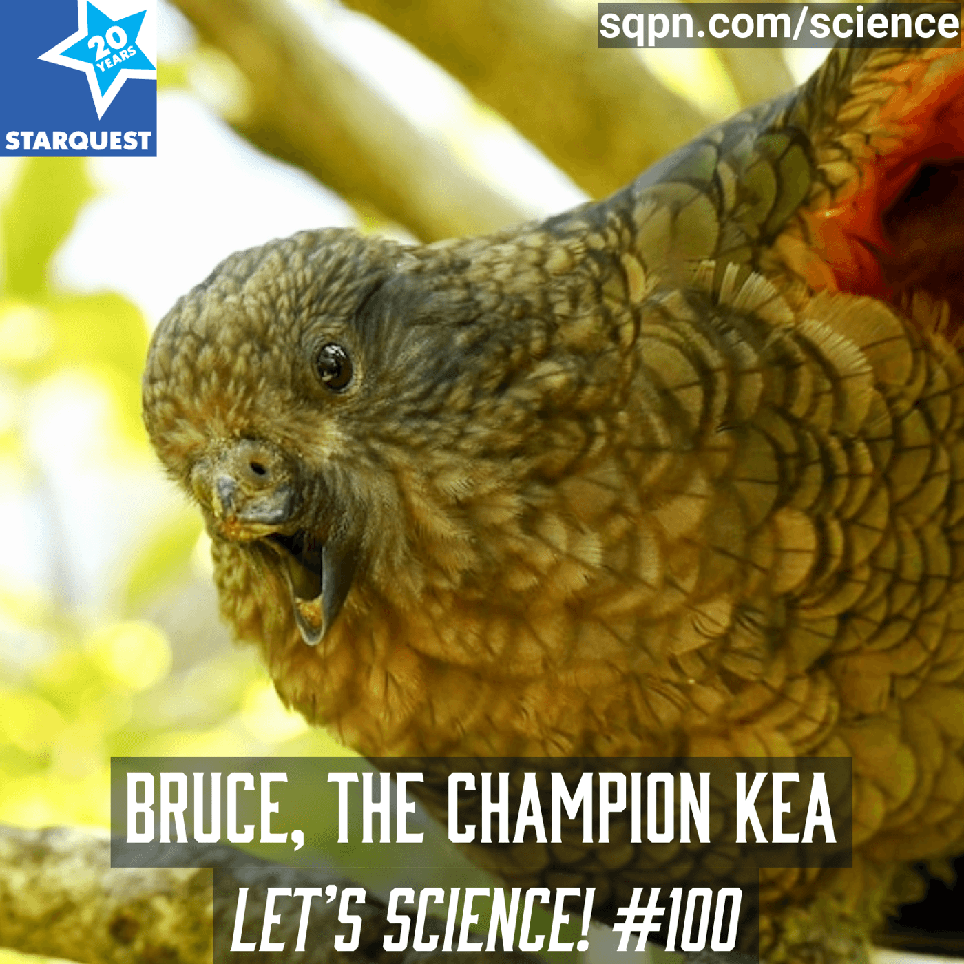 No Beak, No Problem: Meet Bruce the Champion Kea