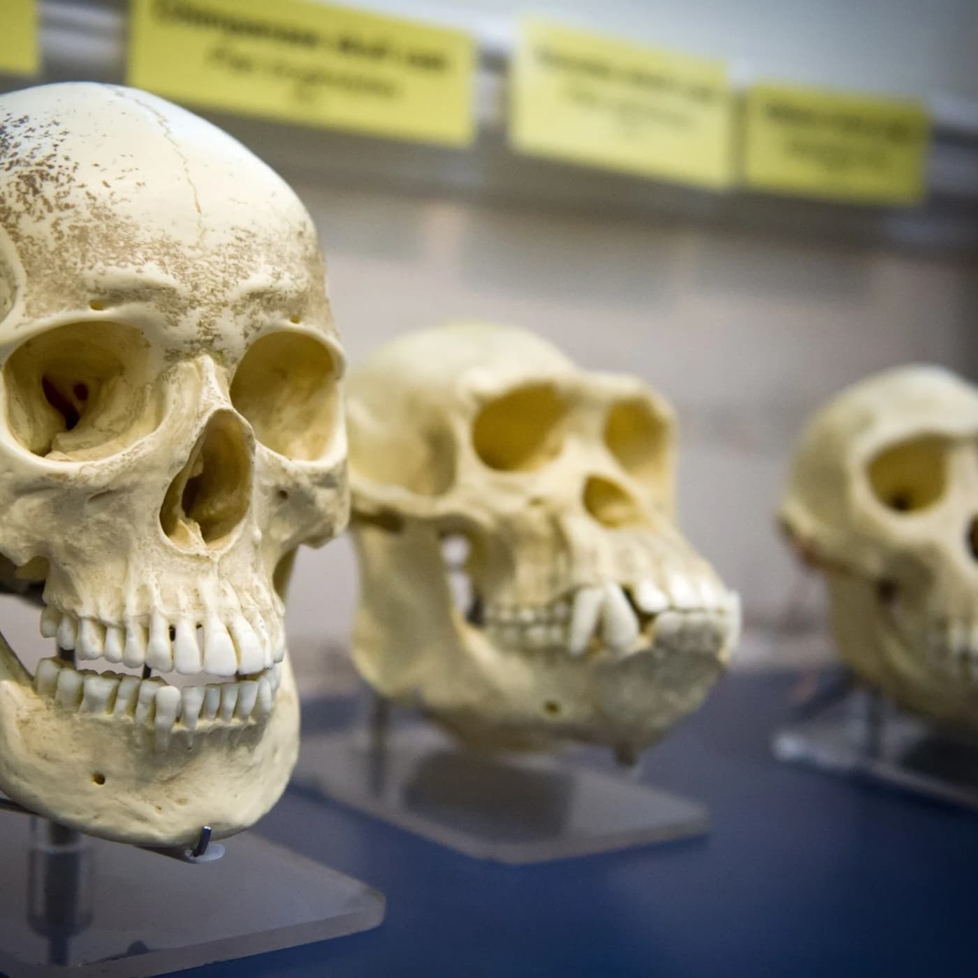 1722 - Paleoantropología: El amanecer humano - Episodio exclusivo para mecenas