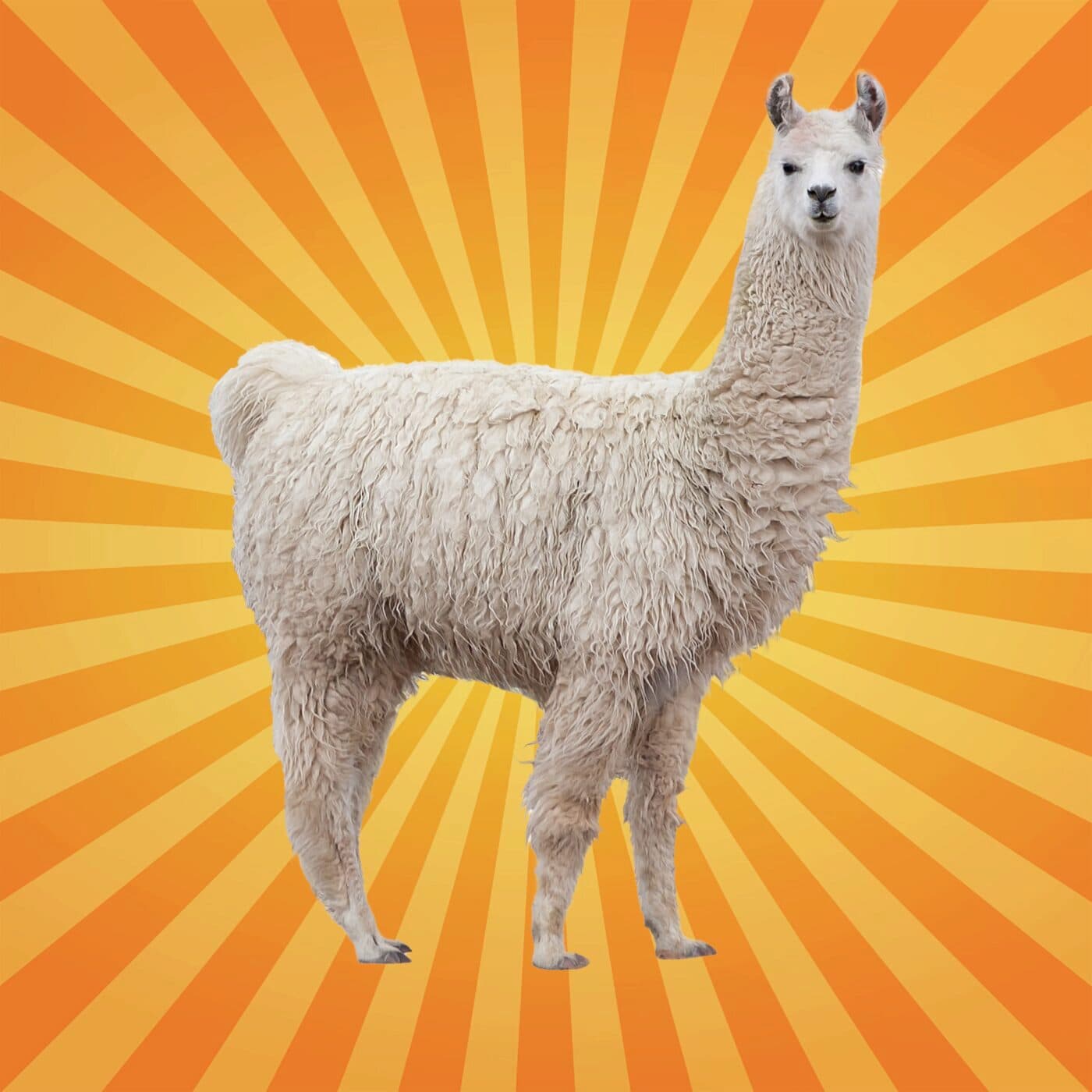 Le lama chasse... les loups !