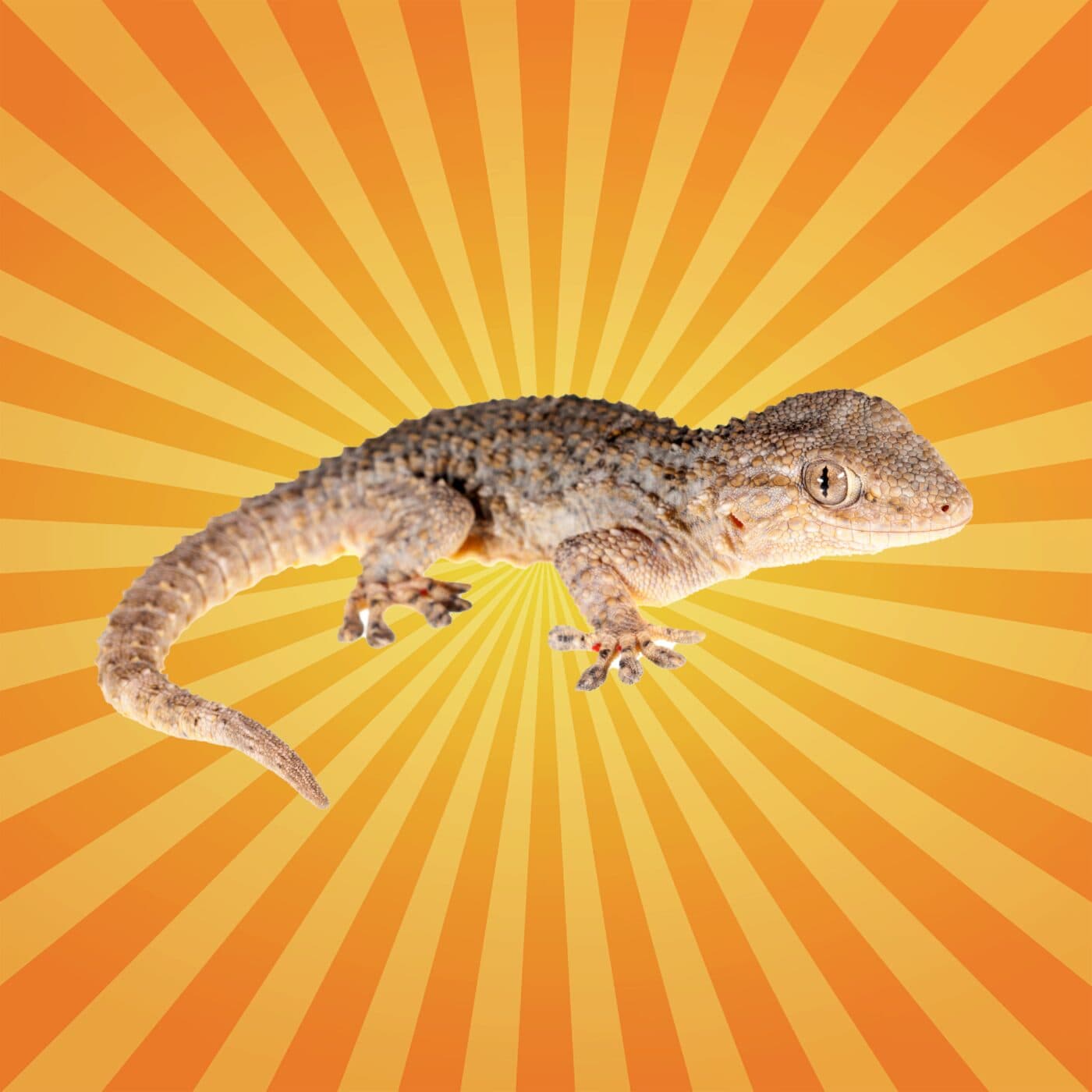 Le gecko marche aux murs comme Spiderman