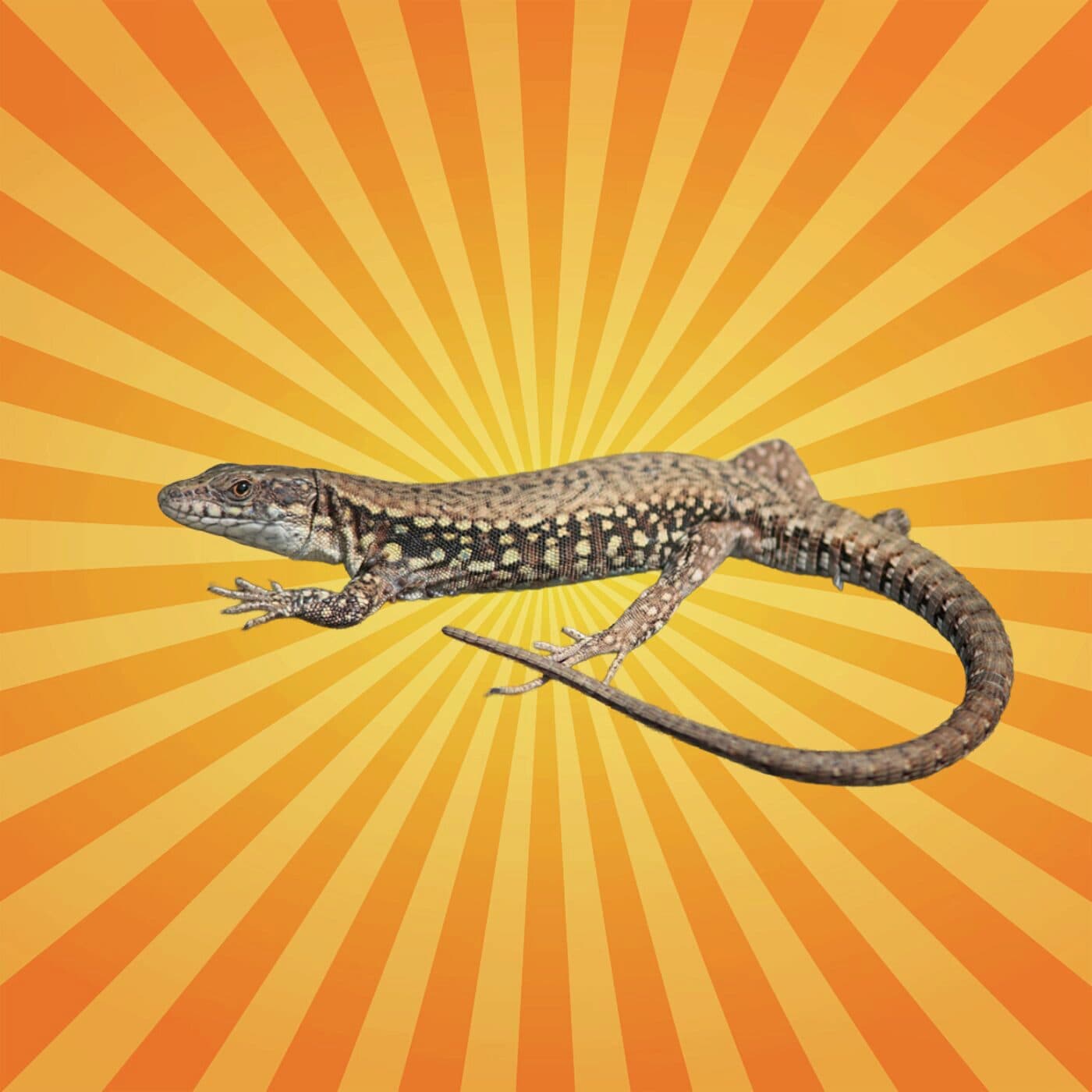 Le lézard des murailles est le roi de la régénération 