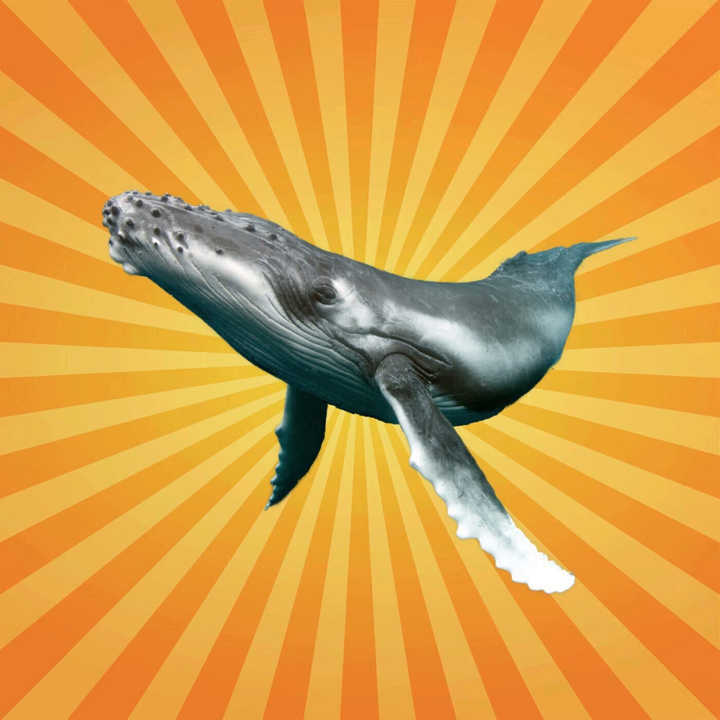 La baleine à bosse chasse... avec des bulles !