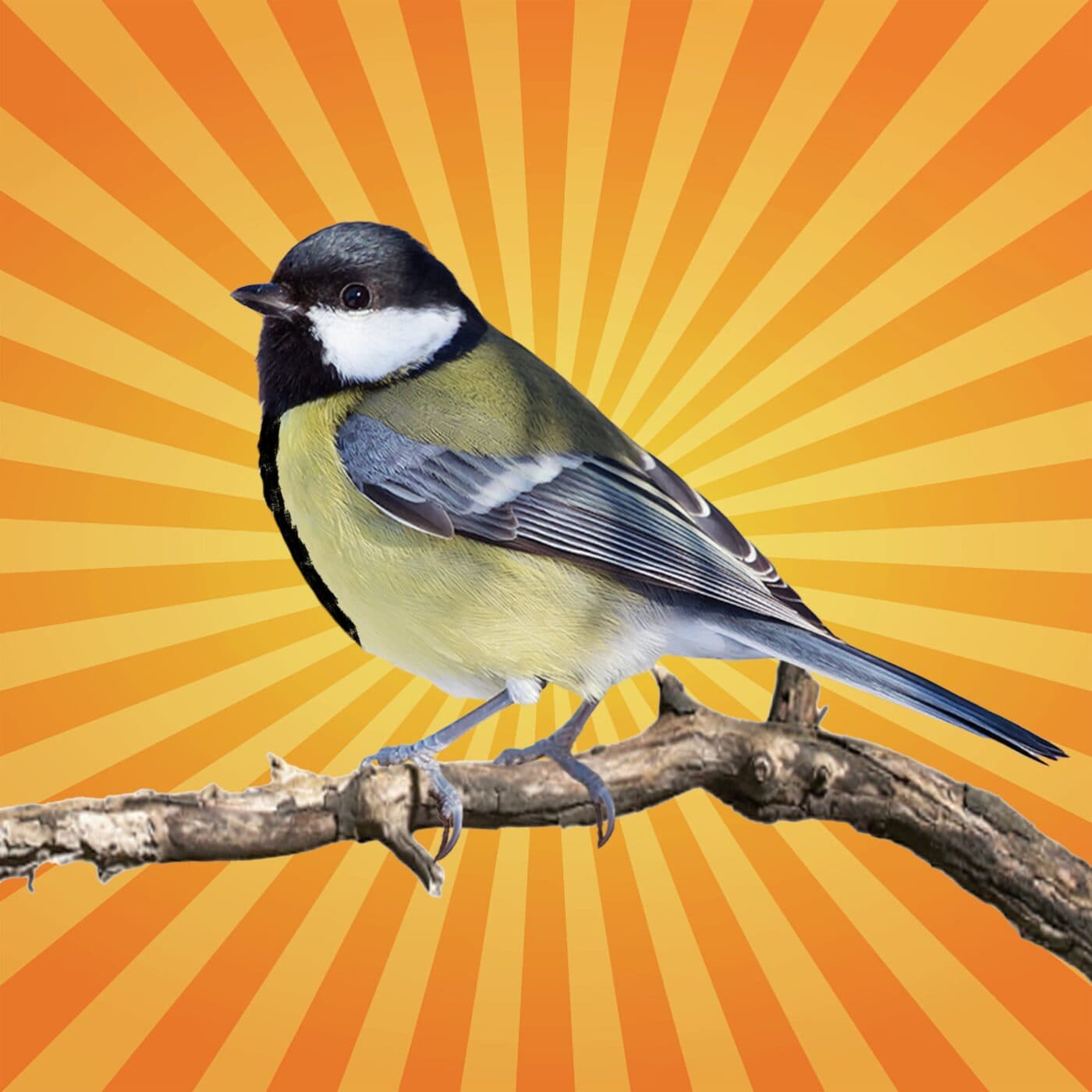 La mésange charbonnière a ses propres traditions 