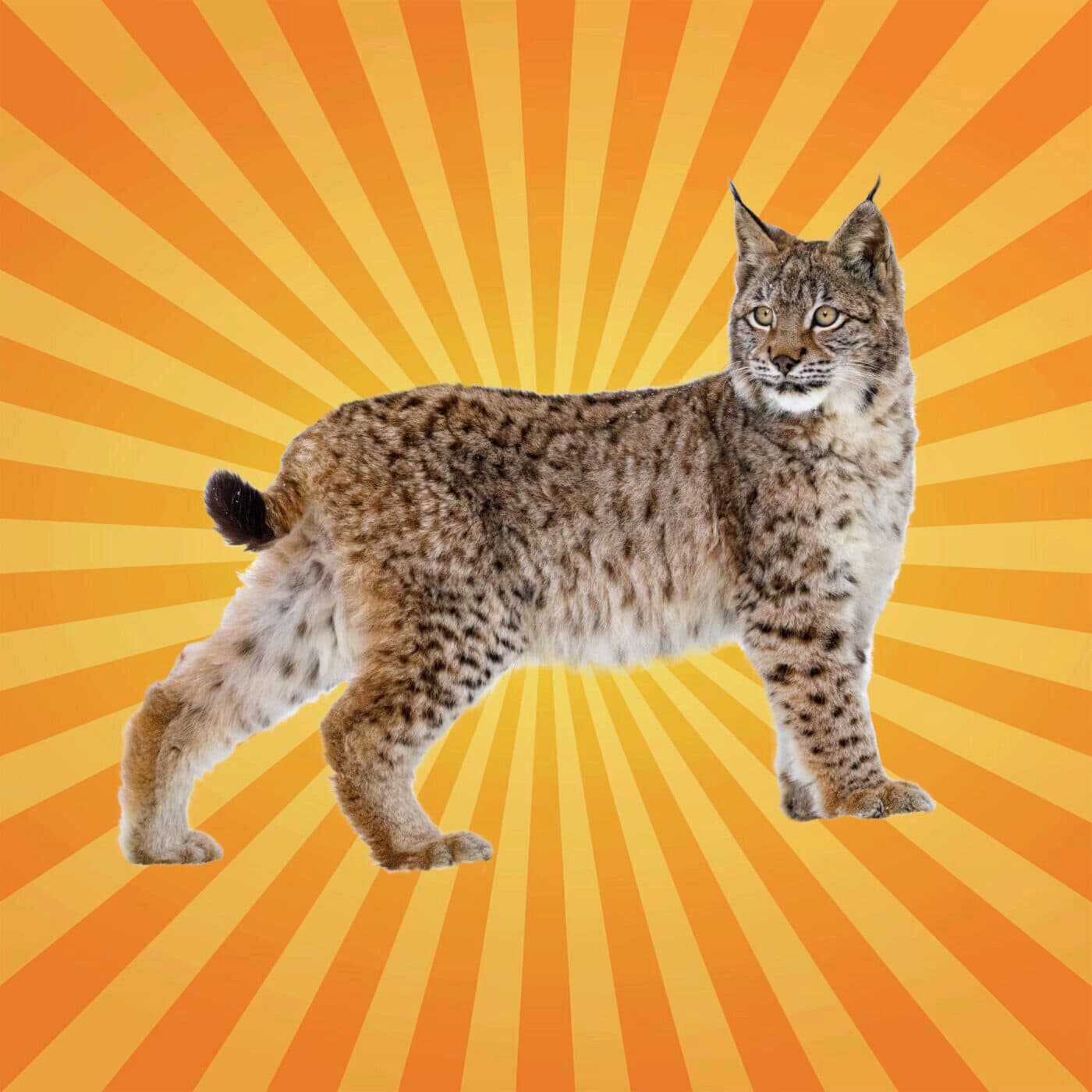 Le lynx a de bons yeux… mais son ouïe est encore meilleure !