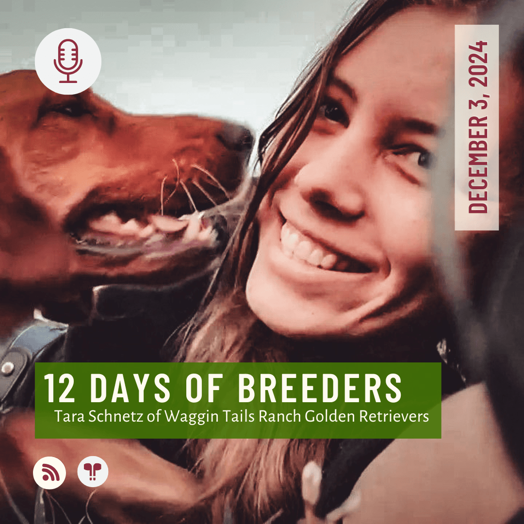 12 Days of Breeders #01 - Tara Schnetz of Waggin' Tails Ranch Golden Retrievers - New Breeder Success Story