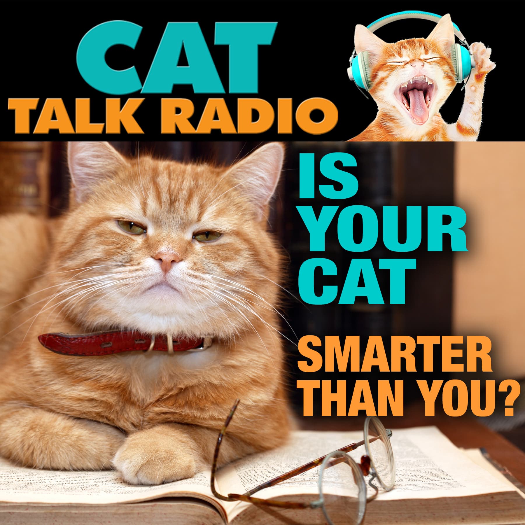 Is Your Cat Smarter Than You? The 9 Brainiest Cat Breeds