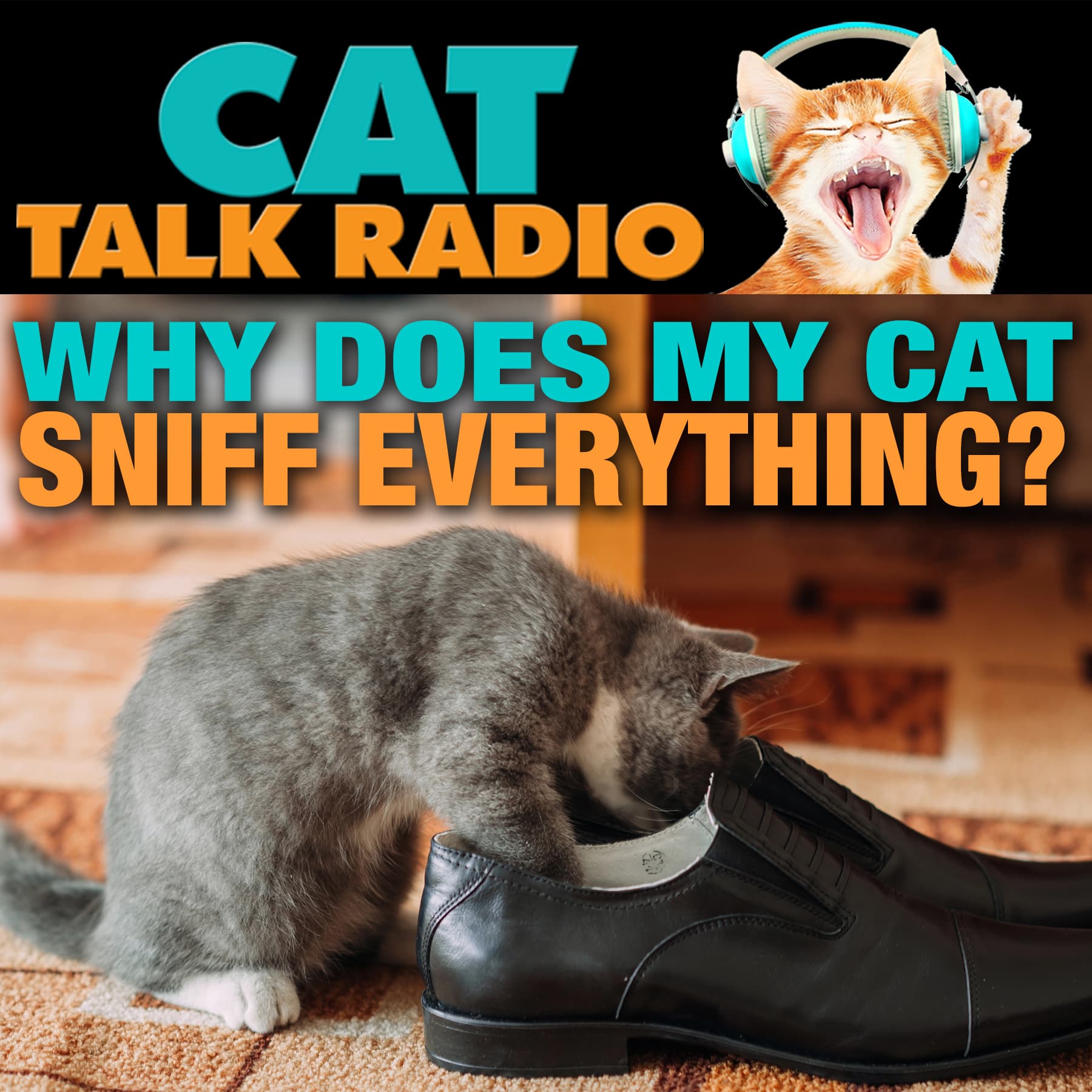 Why Does My Cat Sniff Everything?