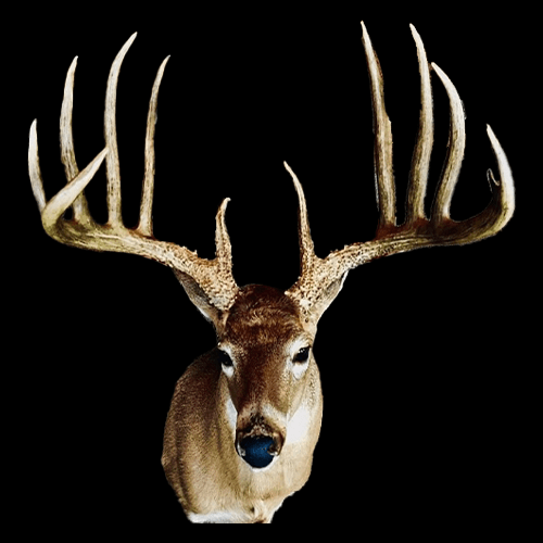 #347 - 7 Year Quest For His Dad's 200" NET Typical Kansas State Record Rack with Matt Daniels