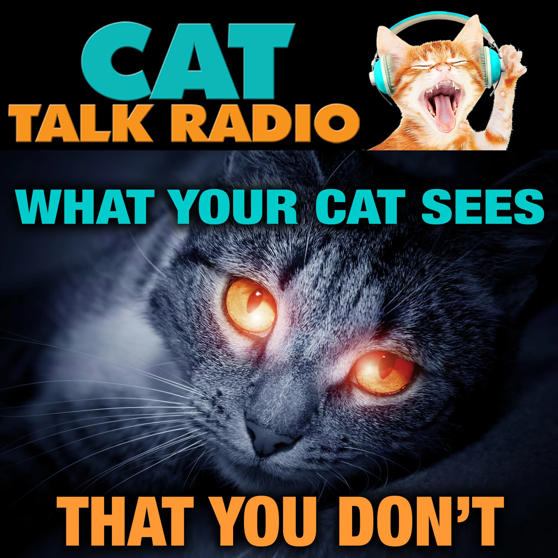 What Your Cat Sees That You Don't (And What You See That They Don't!)