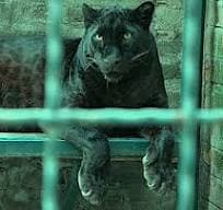 THE BRAZILIAN CAT (PT 1)  SIR ARTHUR CONAN DOYLE
