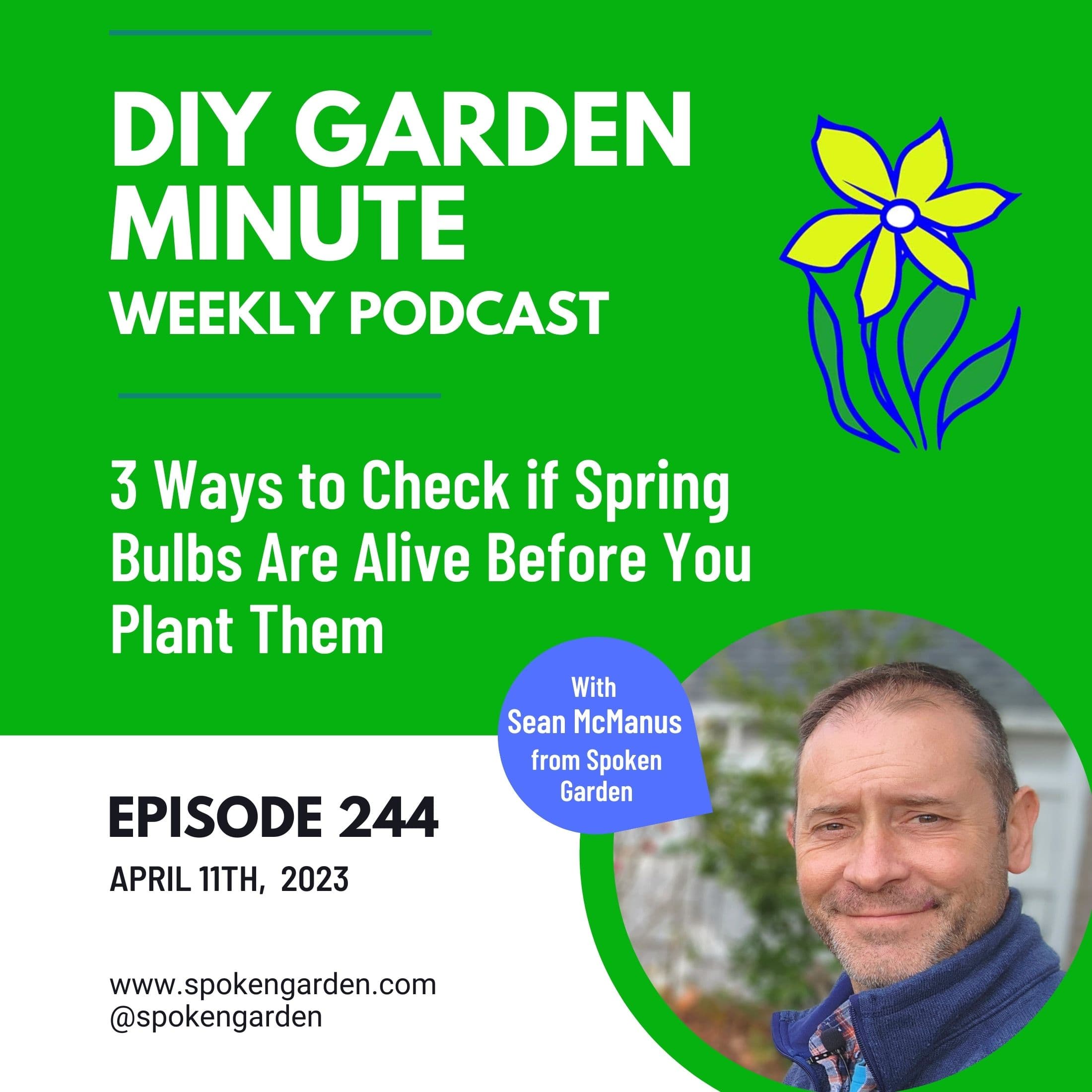3 Ways to Check if Spring Bulbs Are Alive Before You Plant Them - DIY Garden Minute