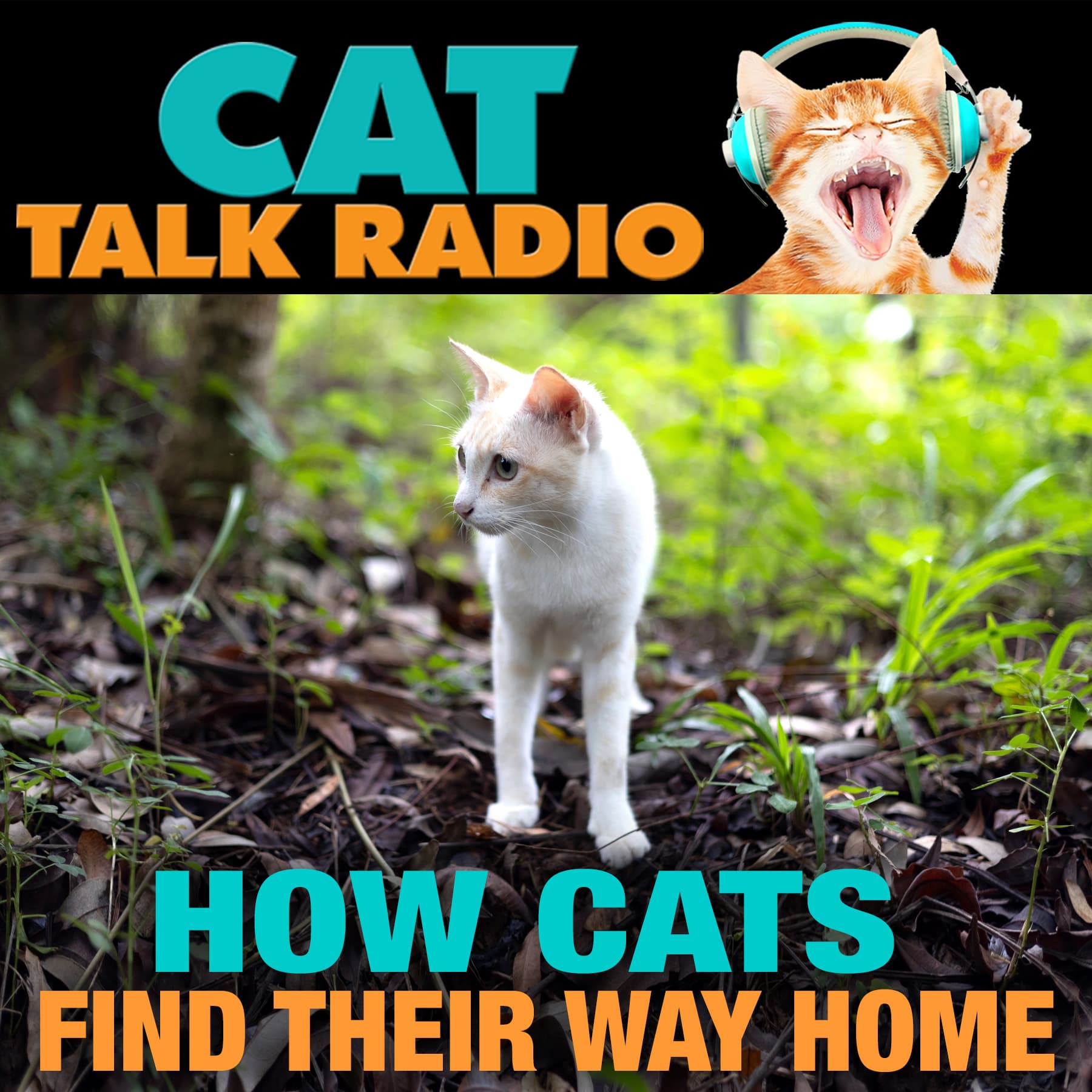 How Cats Find Their Way Home — The Science Behind the Homing Instinct