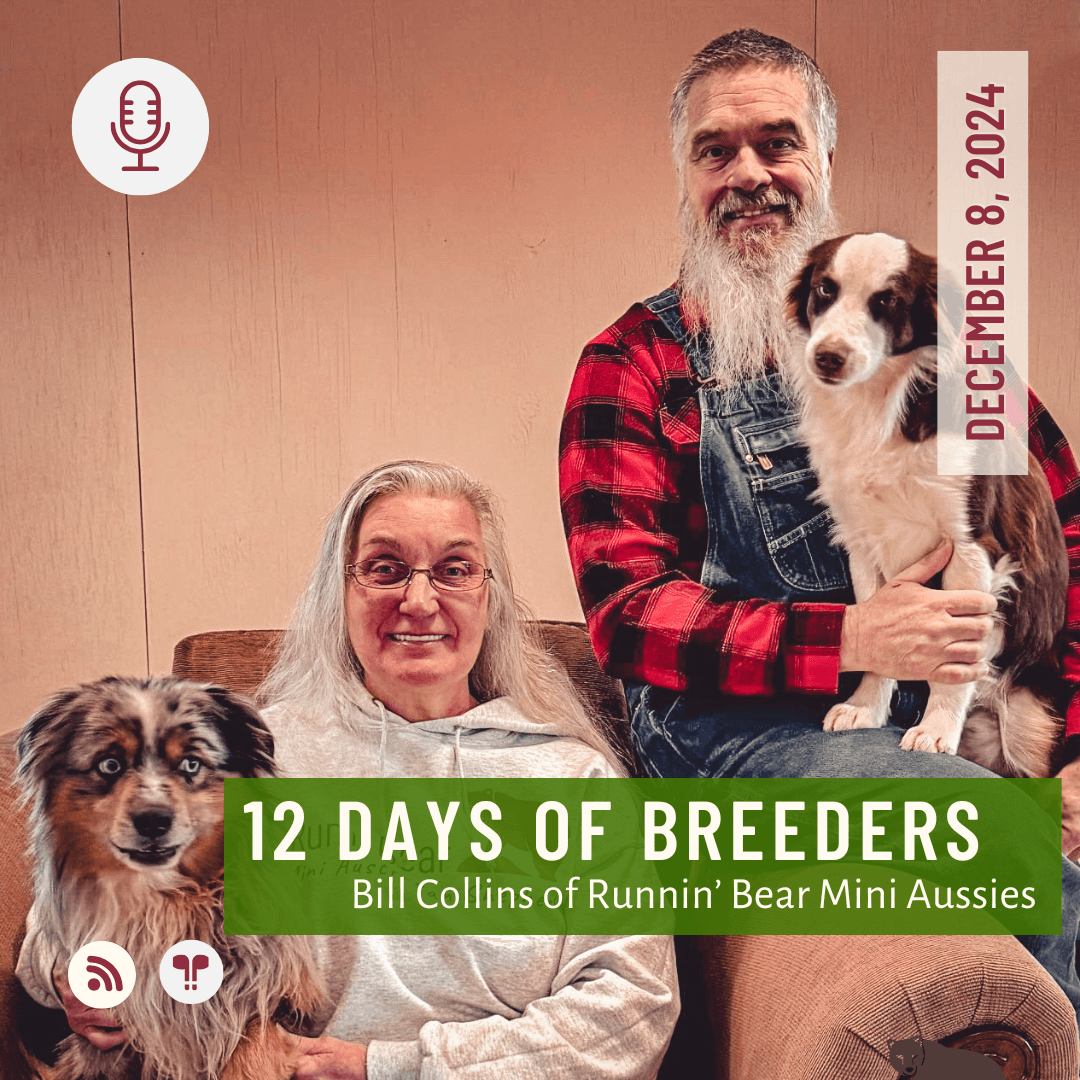 12 Days of Breeders #06 - Bill Collins of Run'n Bear Mini Aussies