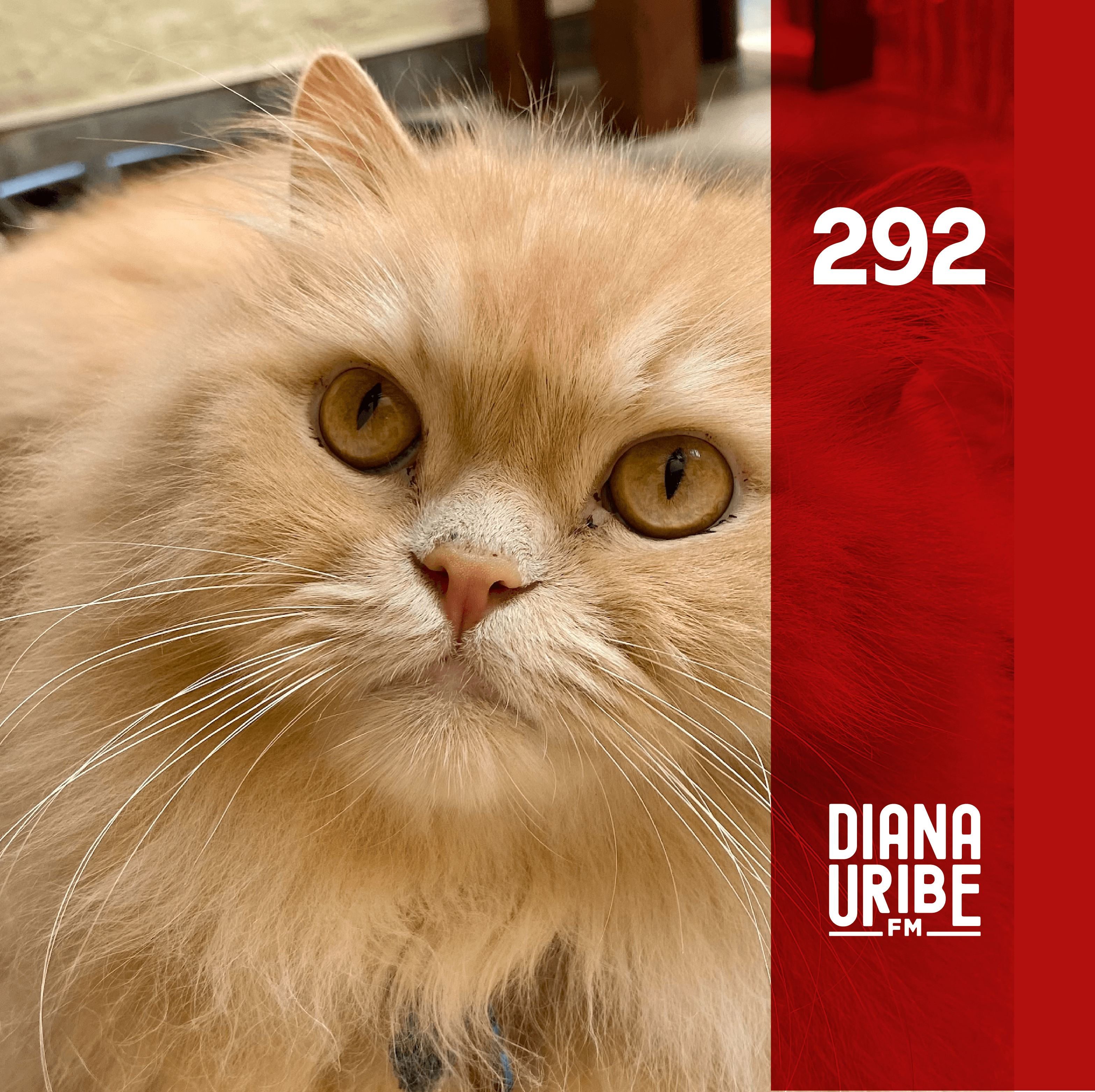 Especial: Historia de los Gatos