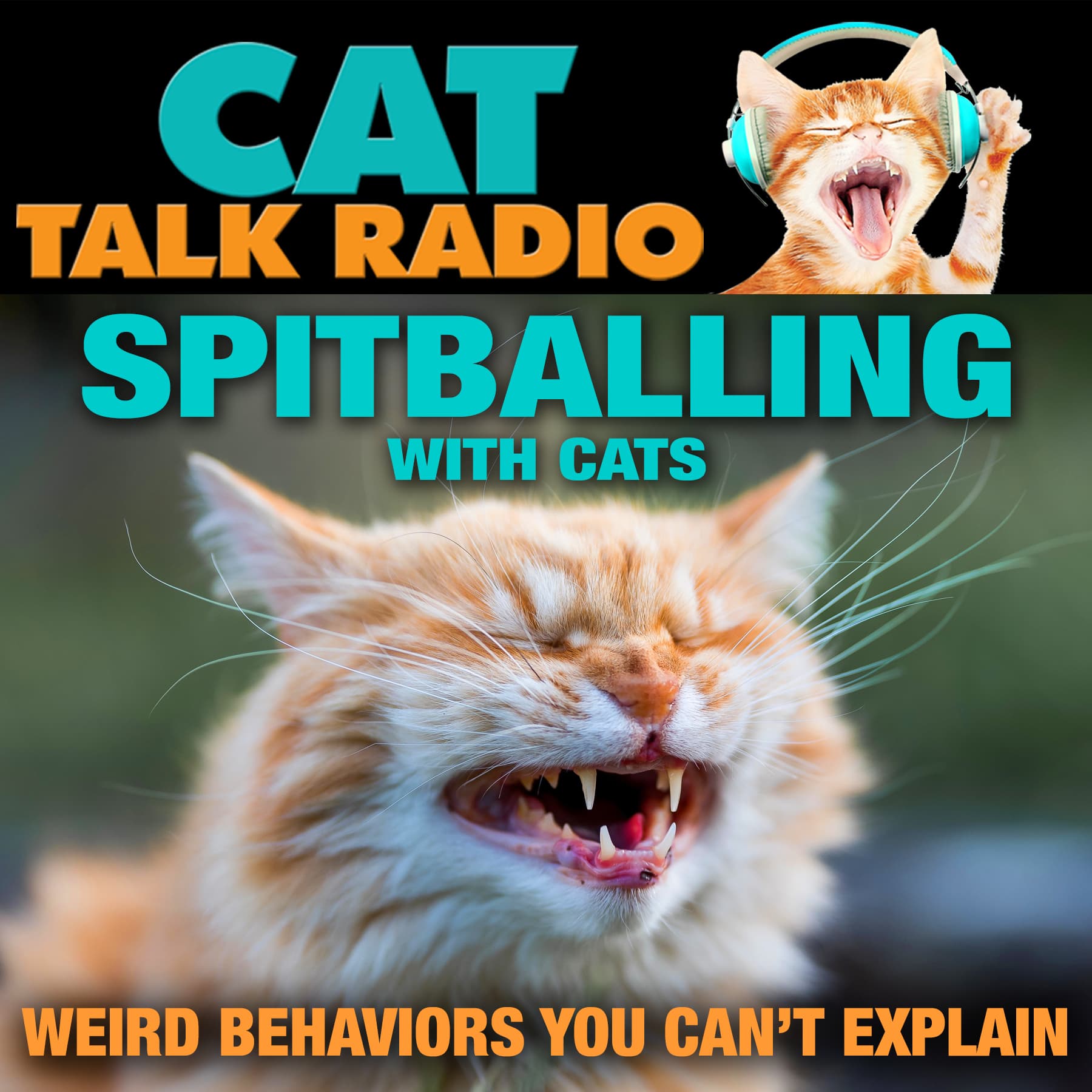 Spitballing with Cats: Weird Behaviors You Can't Explain