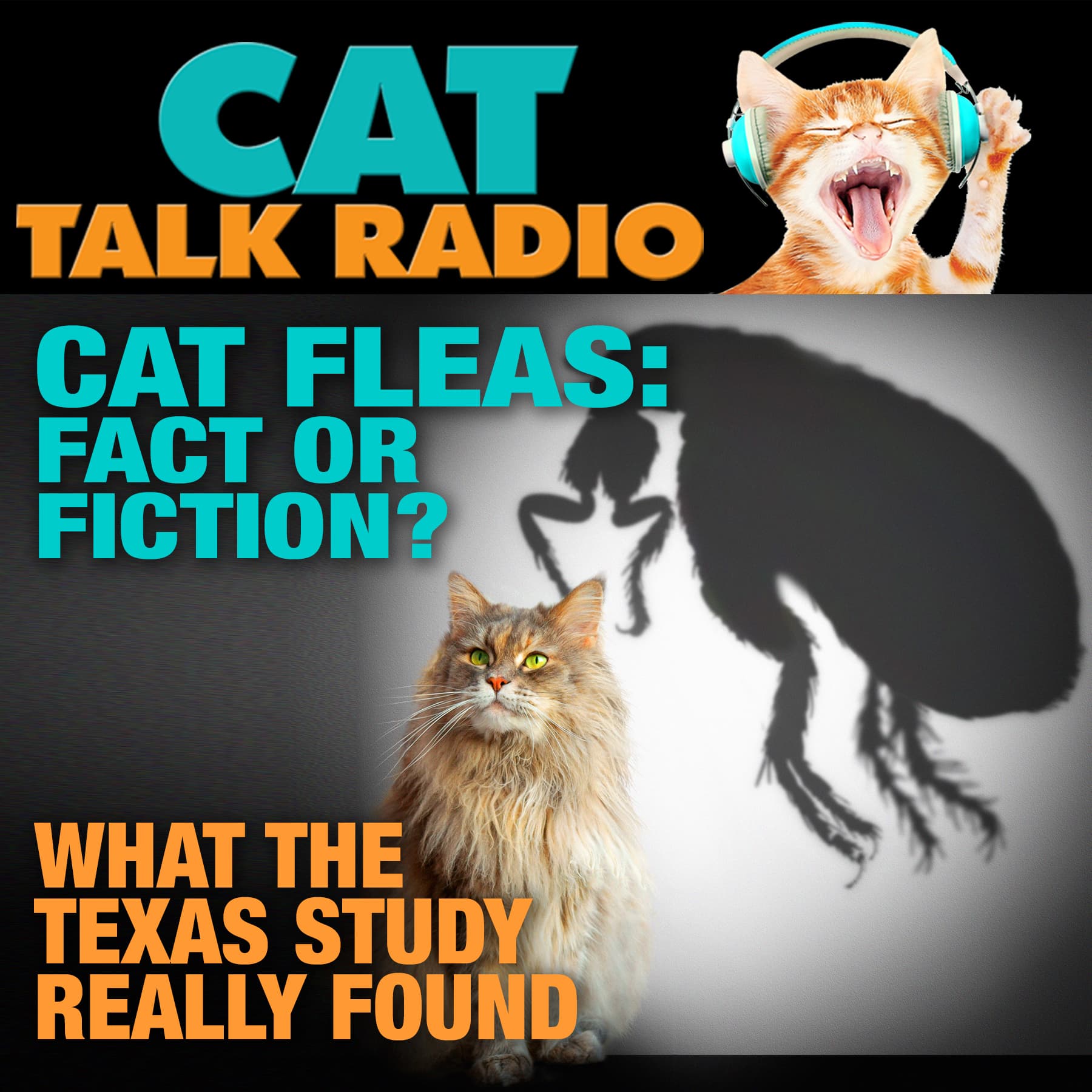 Cat Fleas and Murine Typhus: Should Cat Owners Be Concerned?