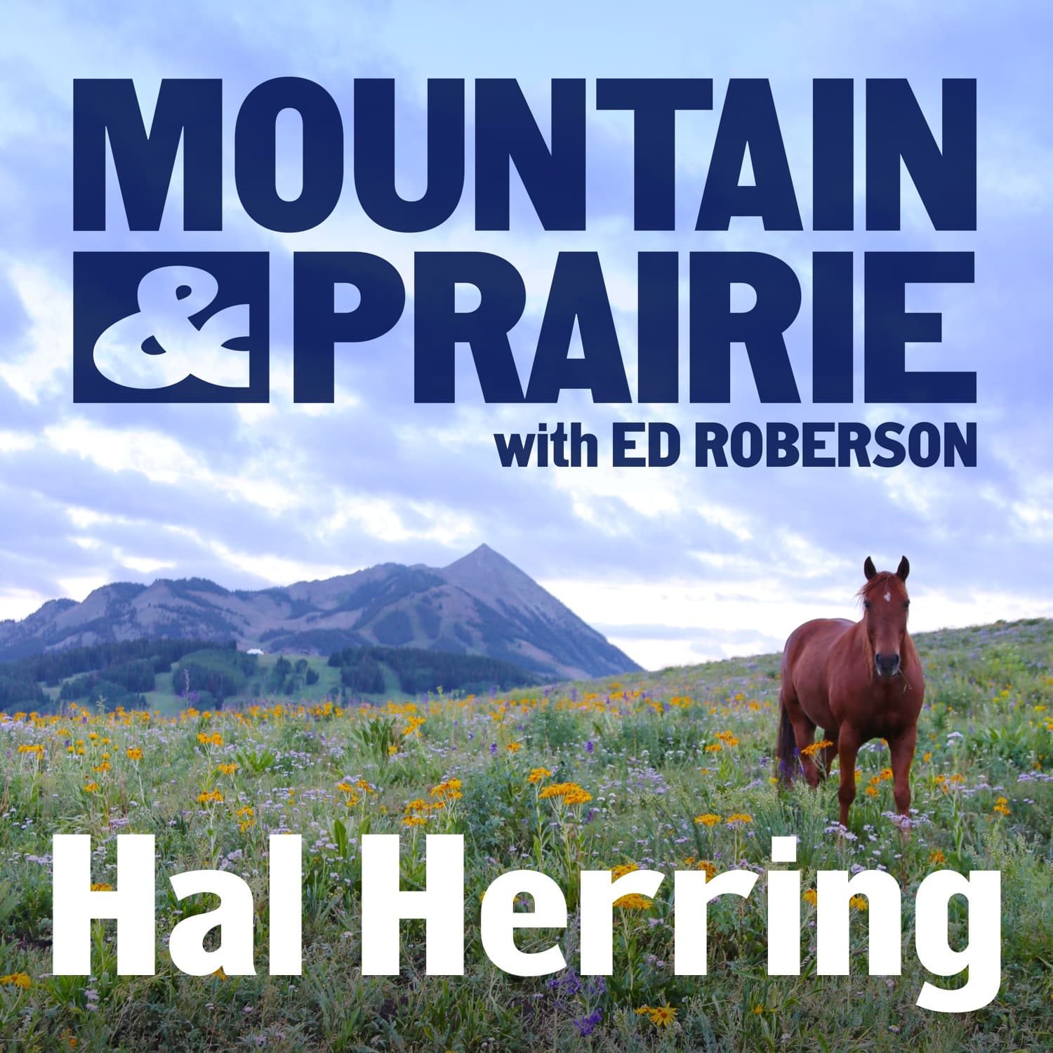 Hal Herring Returns - Live at the Old Salt Festival