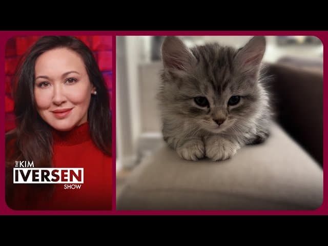 Kitty Chaos Update: Week 7