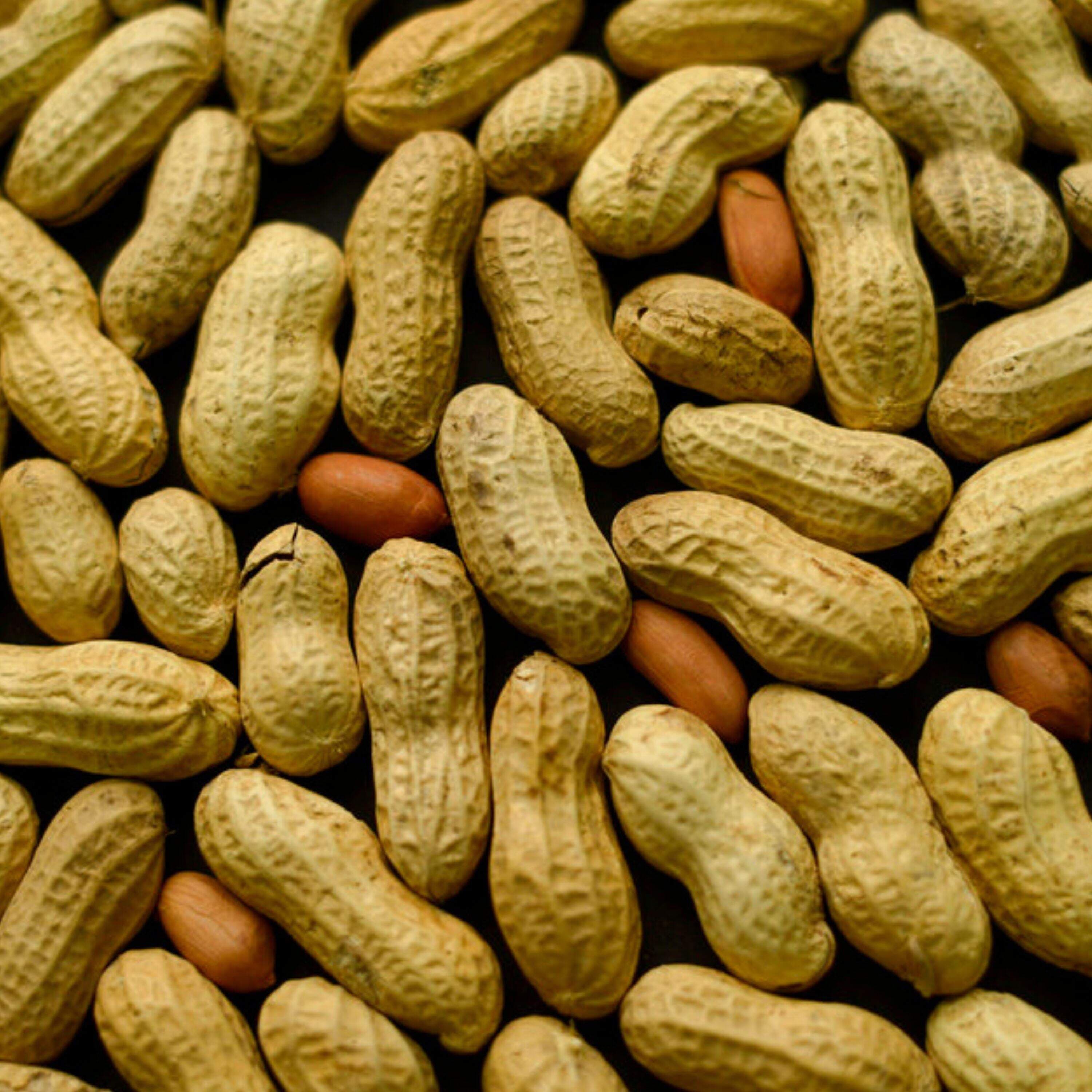 Lessons from America’s peanut allergy flip-flop