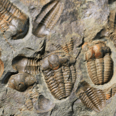 Fossils