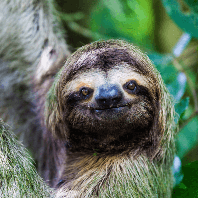 Sloths