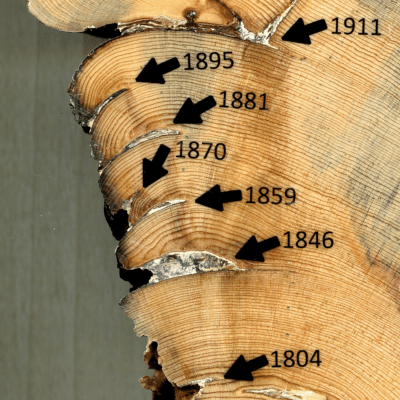Dating Trees