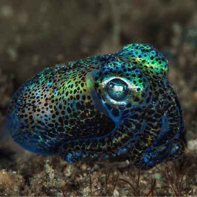 Squid