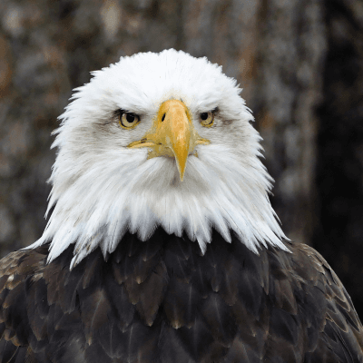 Eagles