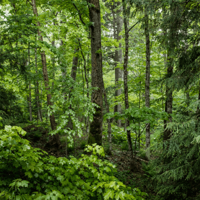 Forests