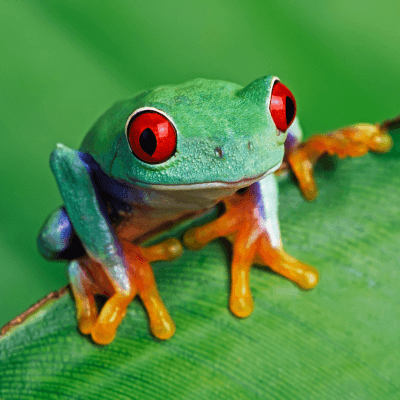 Frogs & Toads
