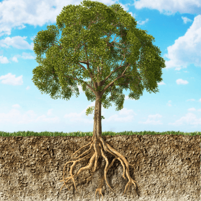 Roots