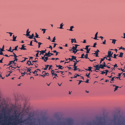 Migration