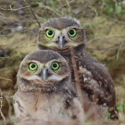 Owls