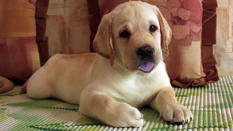 Smart Puppy and Teensy-Weensy Magnets!