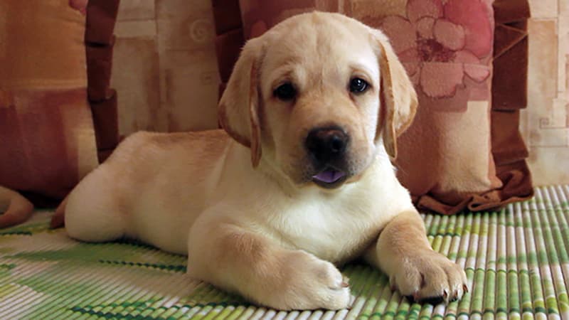 Smart Puppy and an Amazing Tennis Ball Trick!
