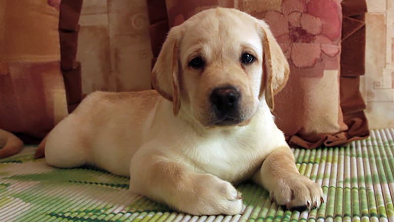 Smart Puppy and Super-what?!