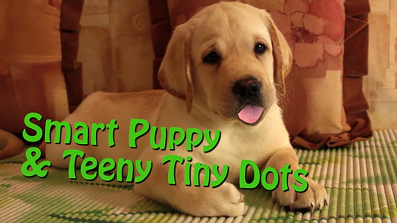 Smart Puppy and TeenyTiny Dots