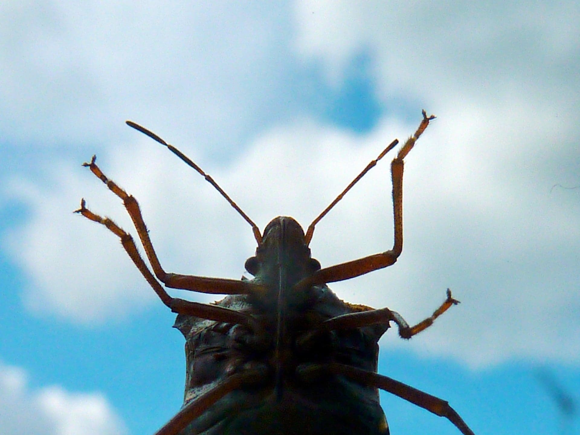 Insect update, ‘Heart of the Jaguar,’ Wisconsin business uses wool to improve soil health