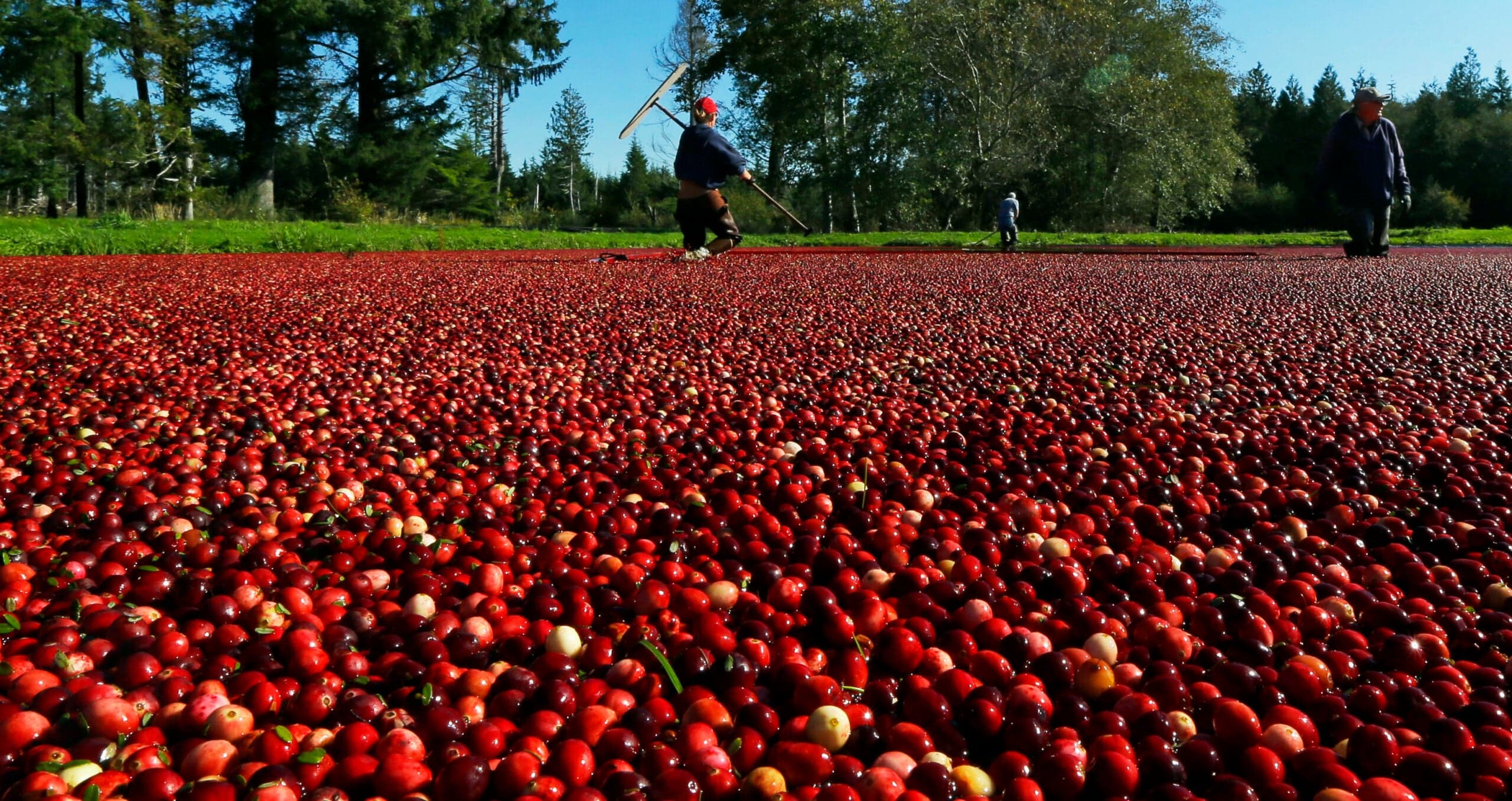 Public radio show ‘worders,’ the cranberry industry, and an artisanal pizza chef