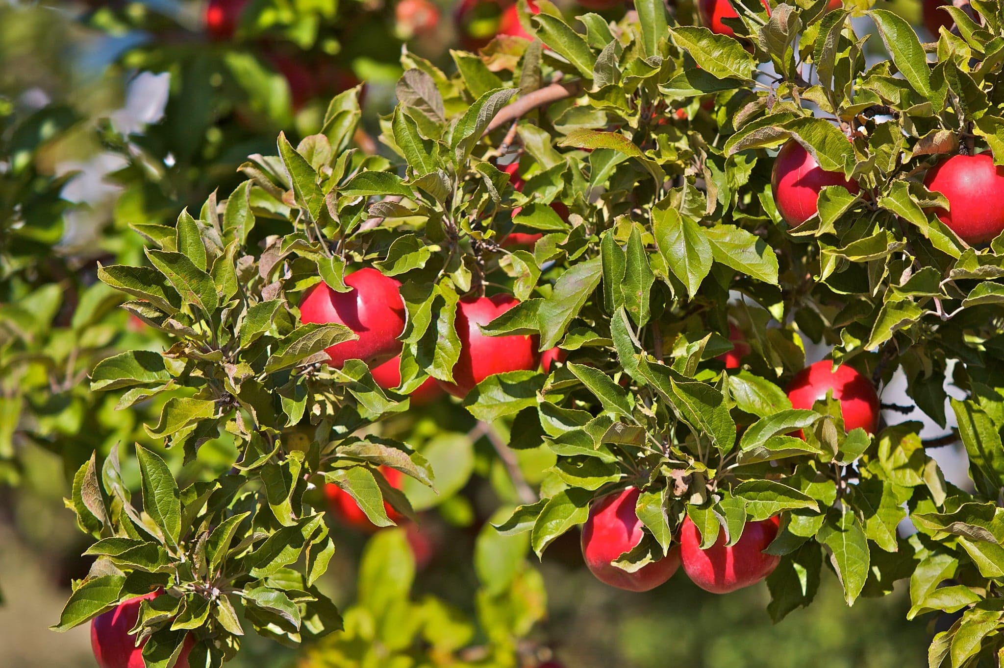 All things apples, Update on avian flu and whooping cranes