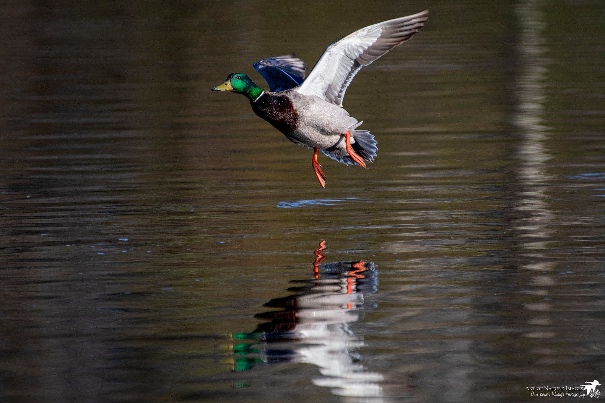 Waterfowl conservation and hunting, Where to paddle during autumn