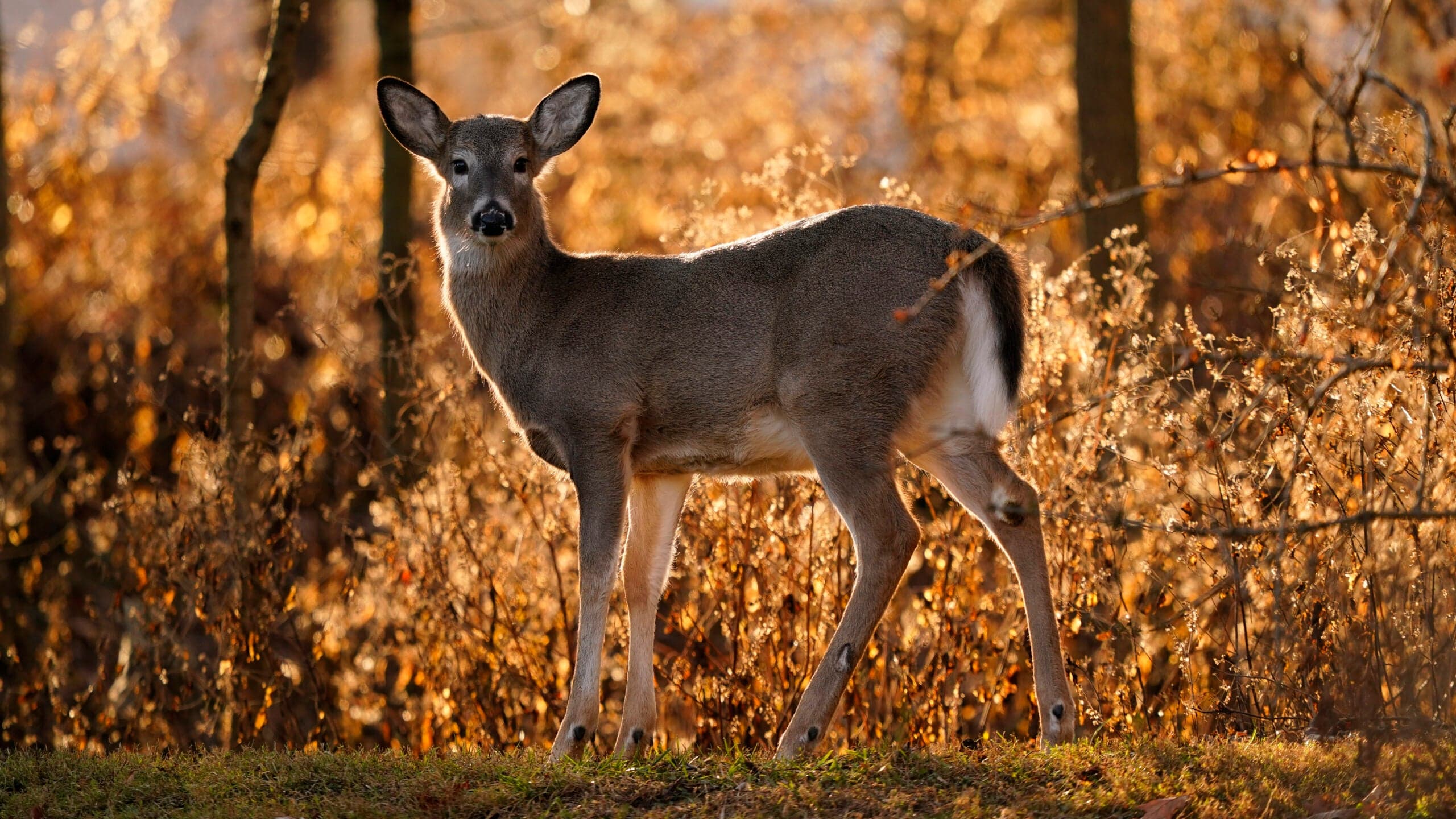 Wildlife update: Citizen science opportunities, ‘Deer Hunt Wisconsin’ TV special
