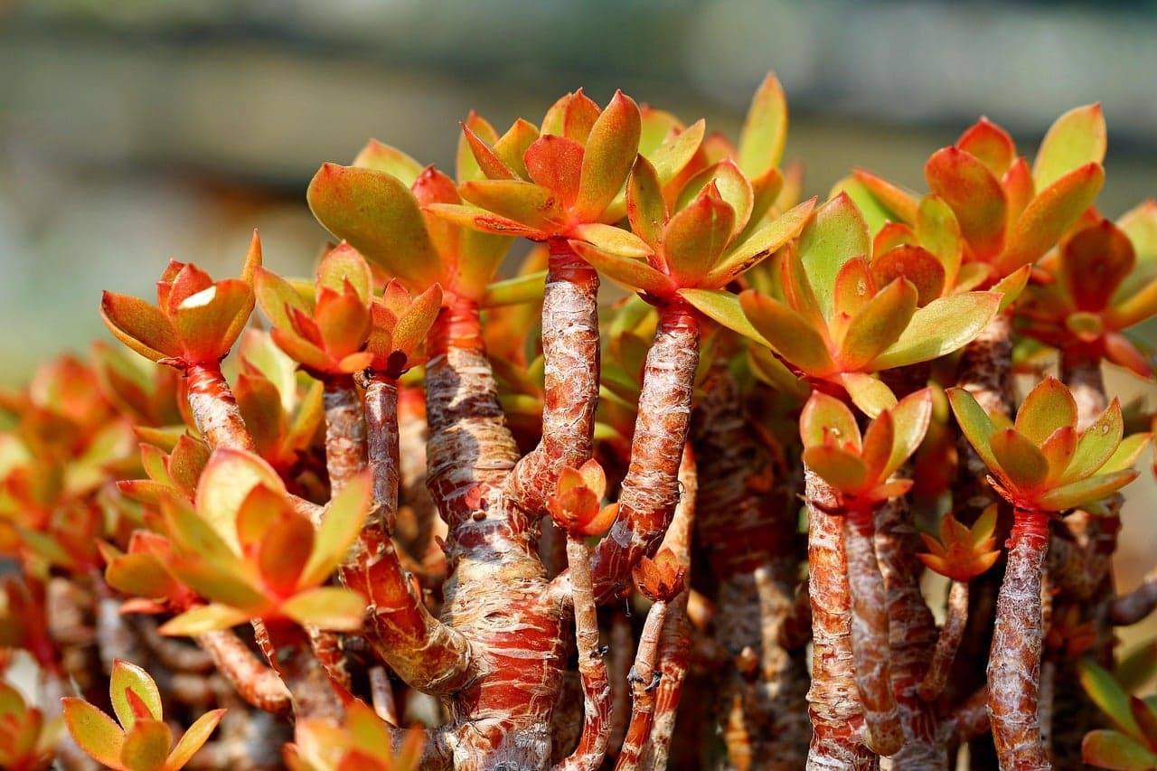Garden Talk: The big plant  migration, time to go indoors; Saving and sharing seeds