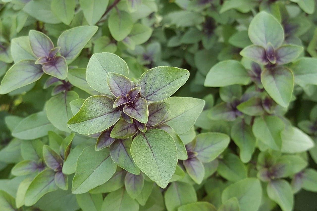 Garden Talk: Growing herbs; World-wide seed savers