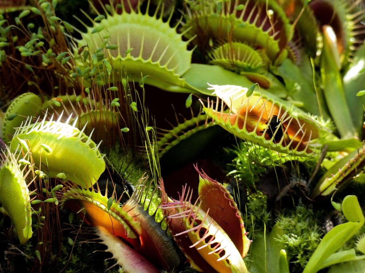 Garden Talk: Spooky plants and not so spooky mushrooms