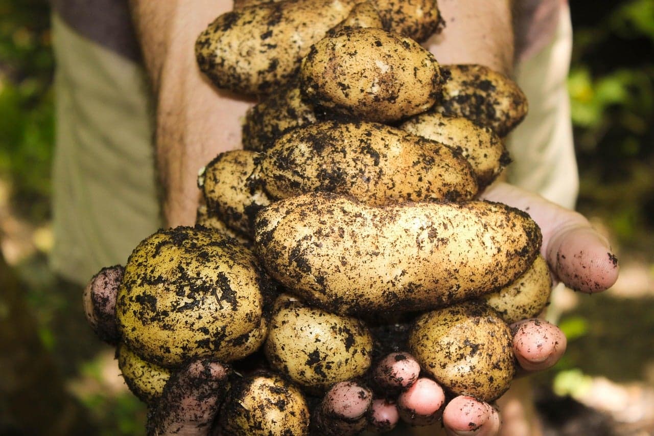 Garden Talk: Back to the roots of organic gardening; Selecting plants for winter color and texture